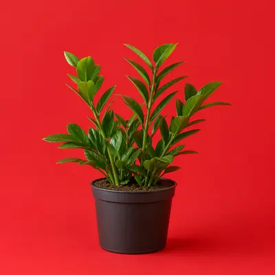 Seeds & Plants