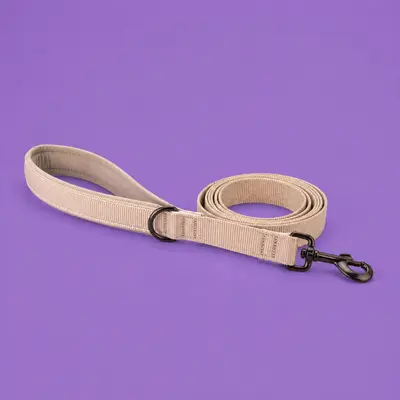 Dog Accessories