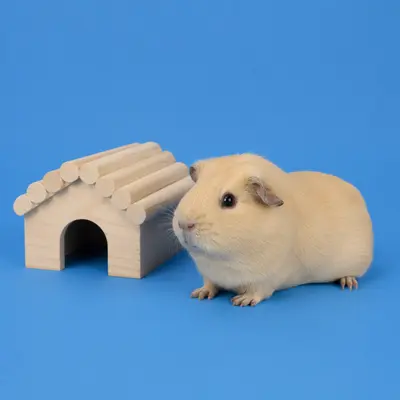 Грызуны и мелкие животные
