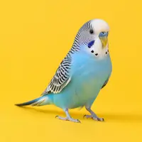 Птицы