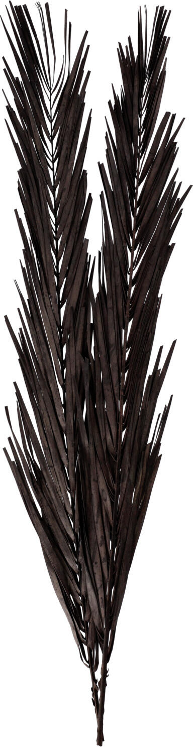 unknown LUSINI Solutions GmbH Dried flower branch Abbie Trockenblumenzweig Abbie Dried flower branch Abbie; 97 cm (L); black Trockenblumenzweig Abbie; 97 cm (L); schwarz Dried flower branch, perfect for decorations in floor vases. Trockenblumenzweig, perfekt geeignet für Dekorationen in Bodenvasen.