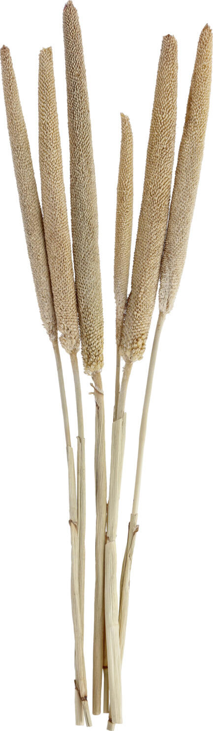 Vega Nami Dried Flower Bundle, Natural Dried Reed Stems, 55 cm, Natural Material Decorative Home Decor
