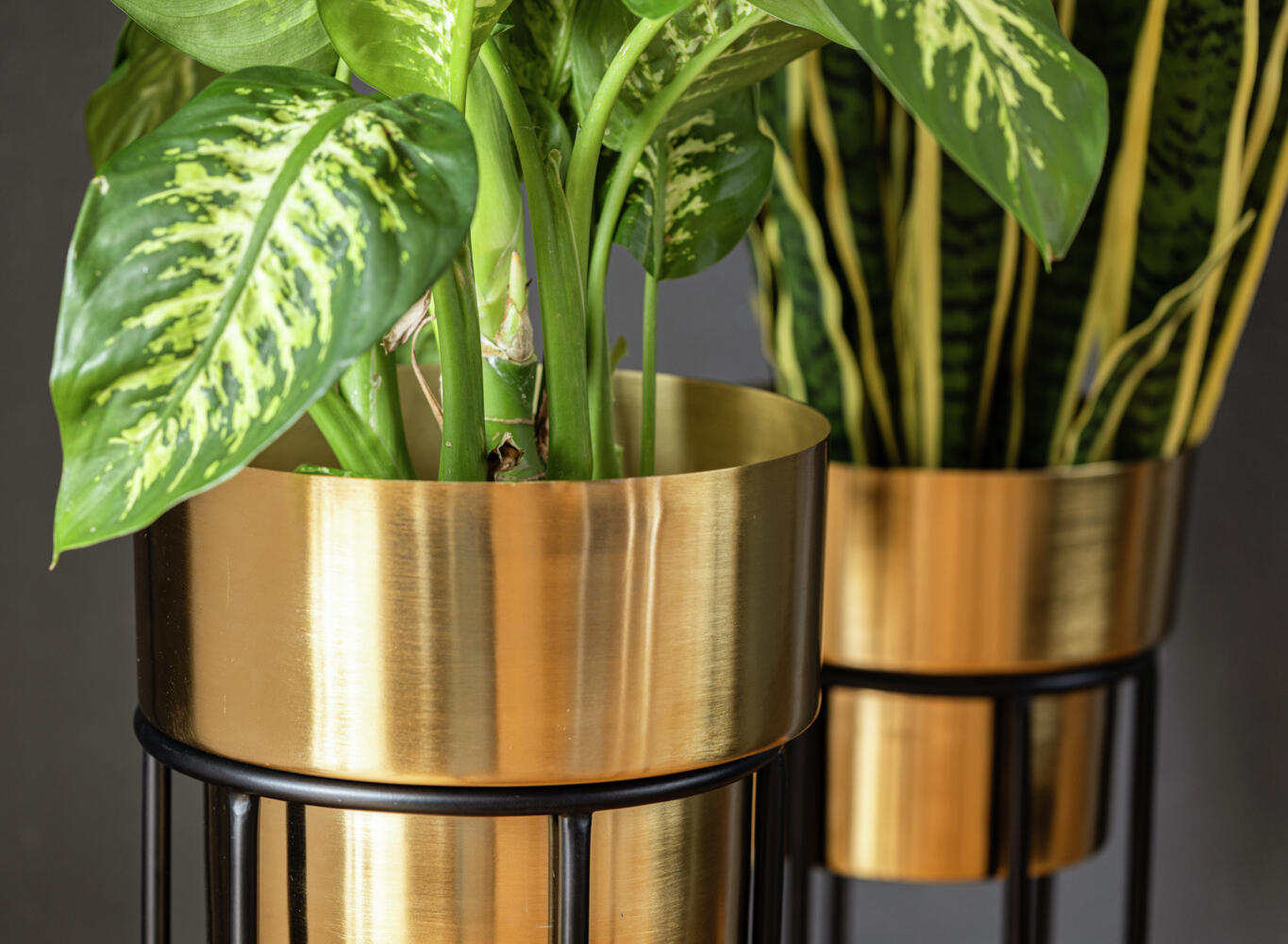 VEGA Osmaro Plant Pot Set, 2-Piece Metal Indoor Planters with Black Wire Stands, Golden Finish, 82cm and 72cm Height