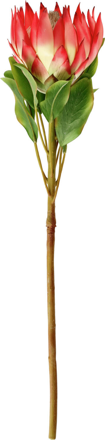 VEGA LUSINI Solutions GmbH Protea Maaret Protea Maaret Protea Maaret; 70x11 cm (LxW); white/rose/green Protea Maaret; 70x11 cm (LxB); weiß/rosa/grün Large artificial protea flower. Große künstliche Protea-Blüte.