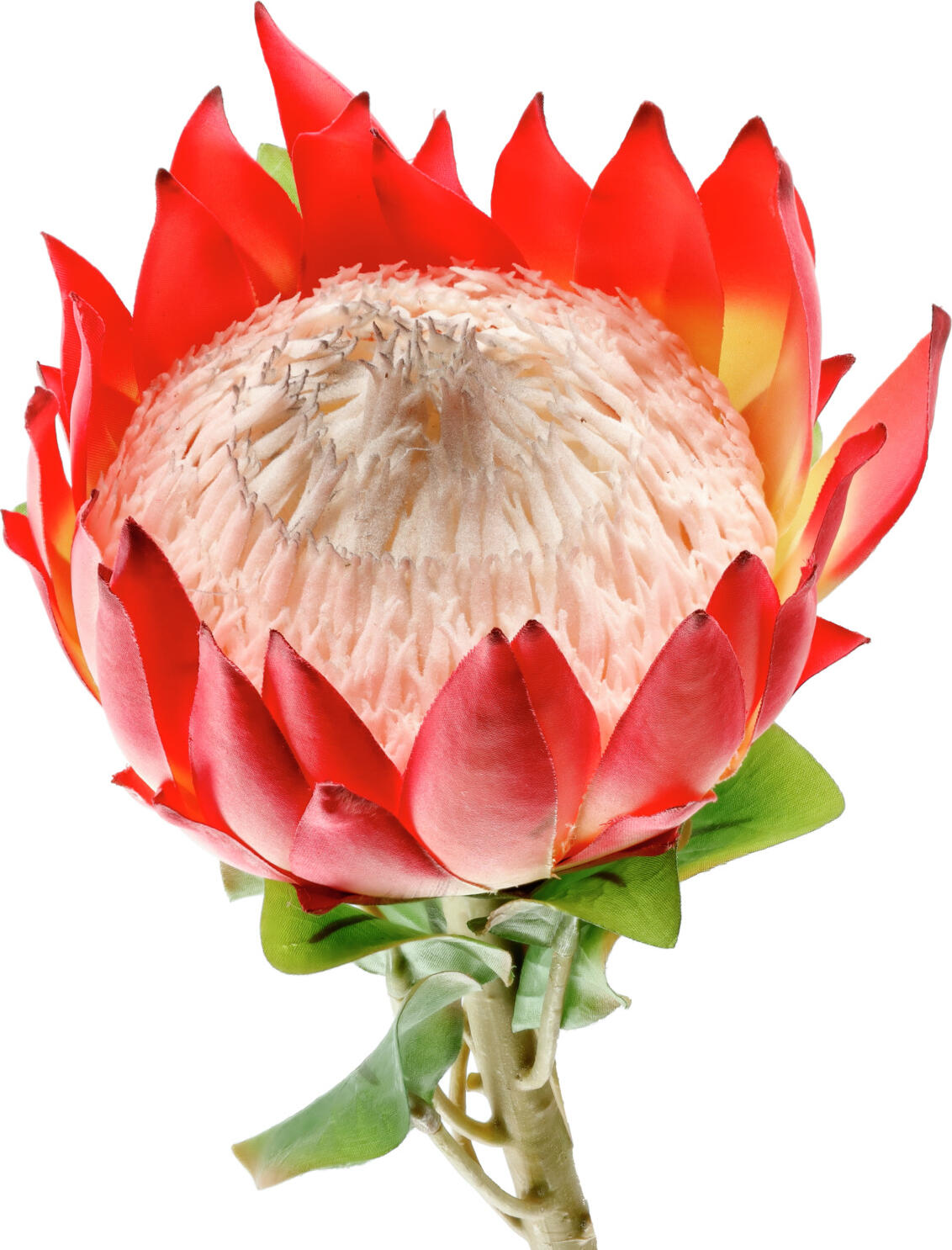 Floare Artificiala Protea Maaret VEGA Professional Grade, Culoare Alb/Roz/Verde, Dimensiuni 70 x 11 cm