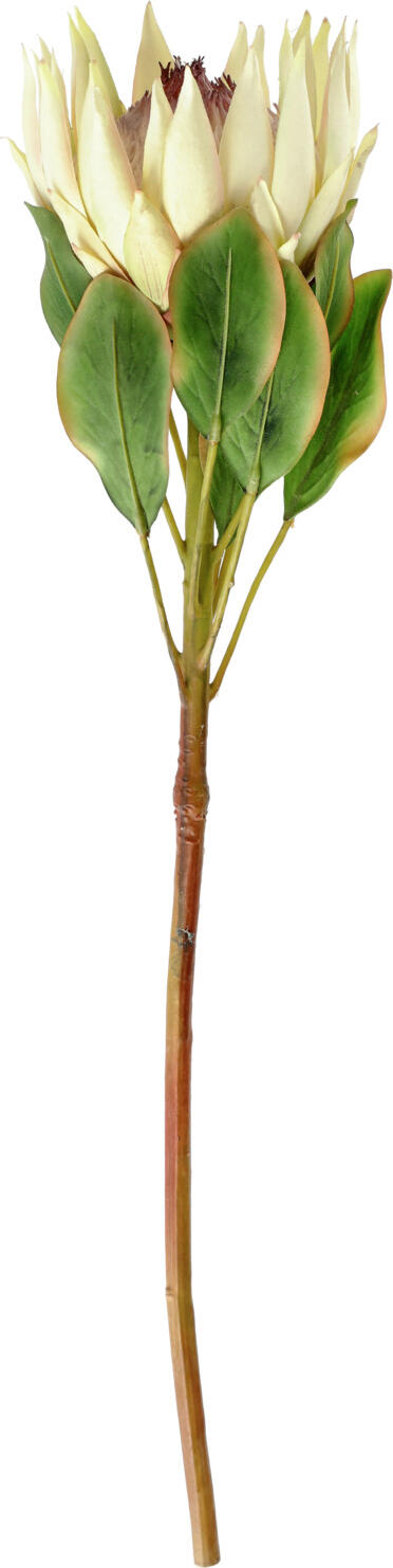 VEGA LUSINI Solutions GmbH Protea Maaret Protea Maaret Protea Maaret; 70x11 cm (LxW); white/green Protea Maaret; 70x11 cm (LxB); weiß/grün Large artificial protea flower. Große künstliche Protea-Blüte.