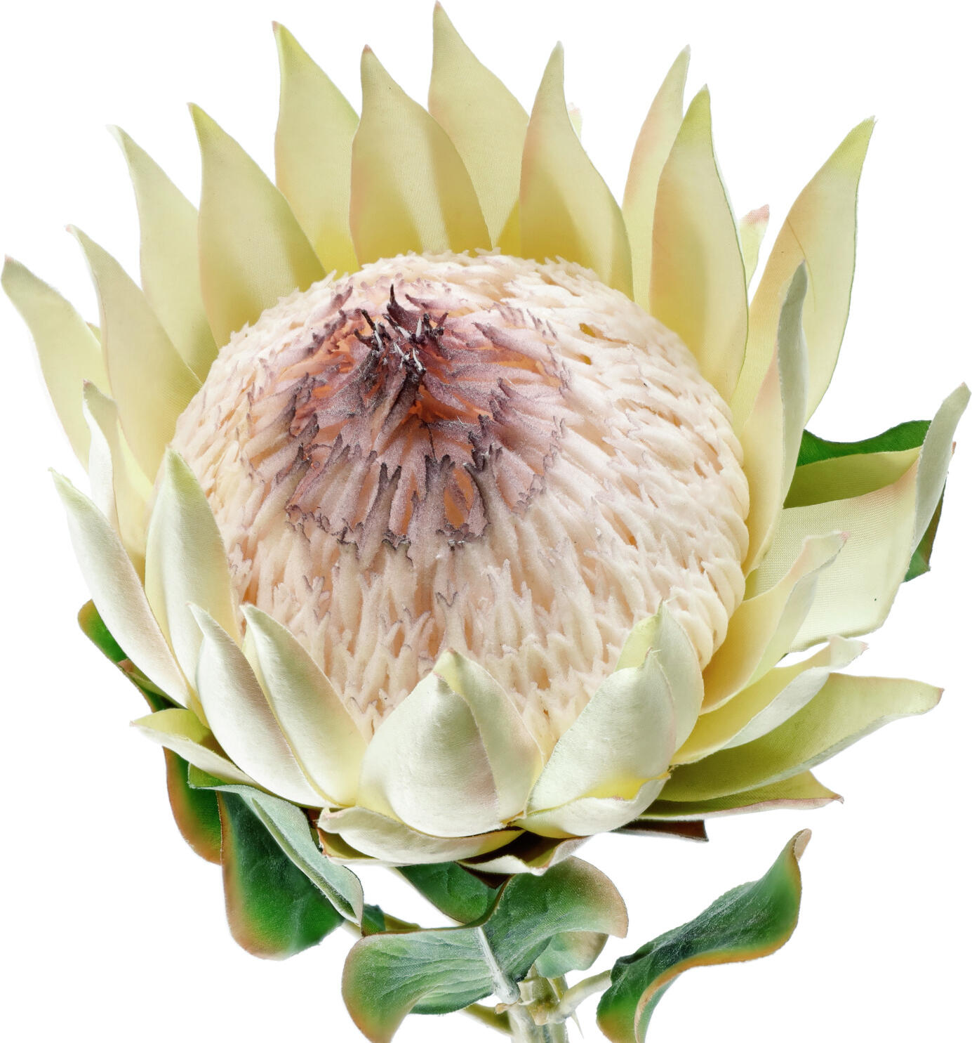 Floare Artificiala Protea Maaret VEGA Professional Grade, Culoare Alb/Verde, Dimensiuni 70 x 11 cm