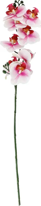 VEGA Maarja Artificial Orchid Branch, 61 cm Decorative Plant, Polyester and Polyethylene, Multicoloured, Maintenance-Free Evergreen Indoor Decor