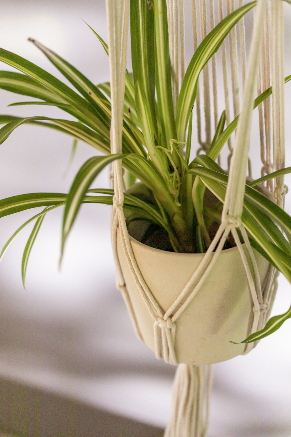 Coasac Hanging Basket Vega Tamaki, Suport Agornat din Bumbac Macrame, cu Tija de Lemn, Alb Crem, 90 x 20 cm