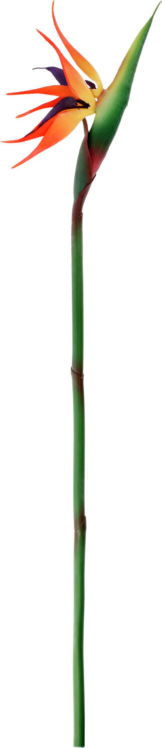 VEGA Strelizia Machi Artificial Decorative Plant, 81x22 cm, Material Mix, Evergreen Indoor and Protected Outdoor Decoration