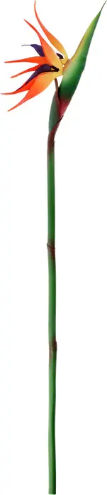 VEGA Strelizia Machi Artificial Decorative Plant, 81x22 cm, Material Mix, Evergreen Indoor and Protected Outdoor Decoration