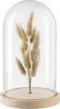 Obiect Decorativ Vega Bojana, Clopot Glass cu Flori Uscate si Baza de Lemn, 15.8x26 cm, Transparent si Natural
