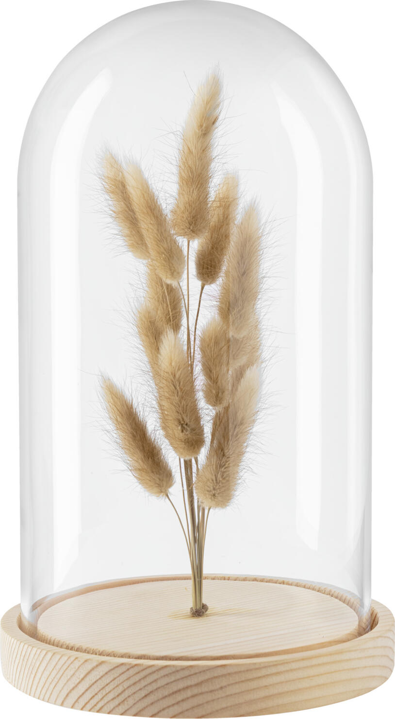 Obiect Decorativ Vega Bojana, Clopot Glass cu Flori Uscate si Baza de Lemn, 15.8x26 cm, Transparent si Natural