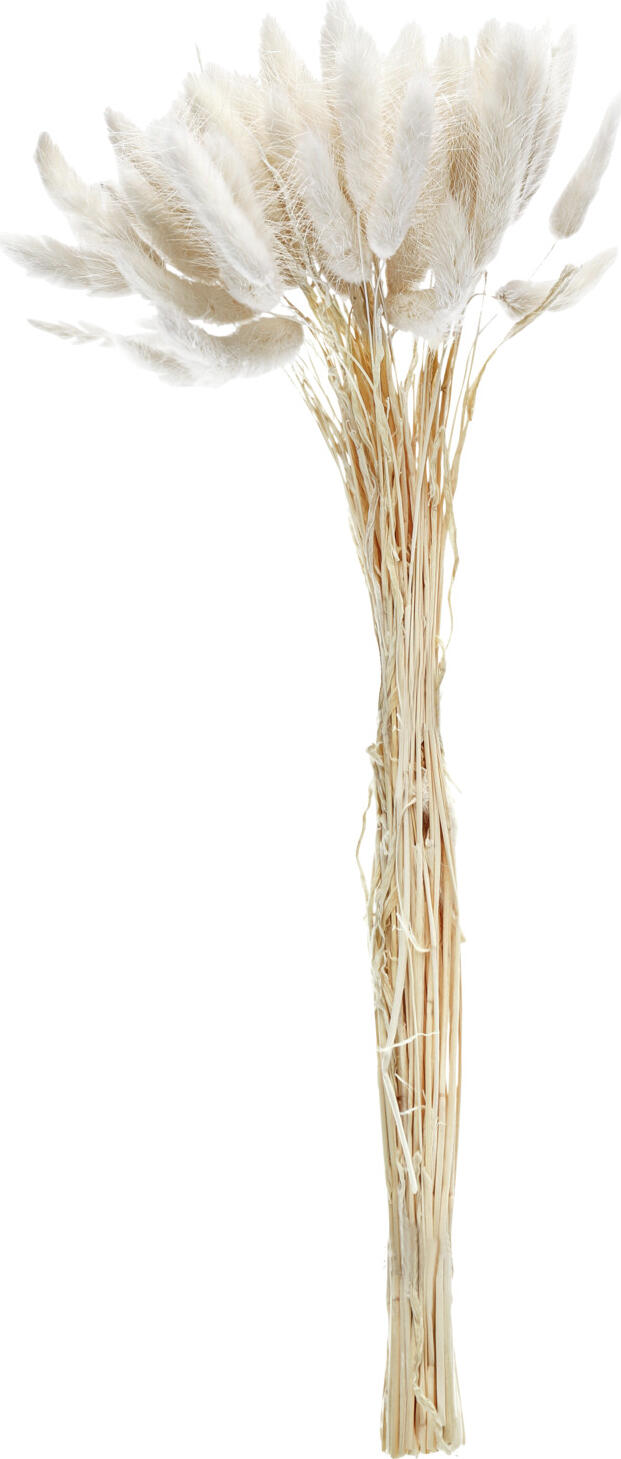 unknown LUSINI Solutions GmbH Bunches of dried flowers Ajda Trockenblumenbundle Ajda Bunches of dried flowers Ajda; 40 cm (L); white Trockenblumenbundle Ajda; 40 cm (L); weiß Dried flower bundle consisting of about 50 stems for individual decorations from natural material. Length may vary. Trockenblumenbündel bestehend aus ca. 50 Stielen für individuelle Dekorationen aus Naturmaterial. Länge kann variieren.