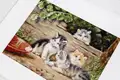 Luca-S B556 Kittens Counted Cross Stitch Kit, 36.5x28.5 cm, 45 Colors, Anchor Mouline Cotton Threads, Ivory Zweigart Aida 16 ct Canvas