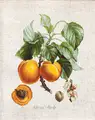 Luca-S BL22450 Peaches and Apricots Cross Stitch Kit, 17.5 x 22.5 cm, Zweigart Perlleinen Fabric, Anchor Muline Cotton Thread, 41 Colors
