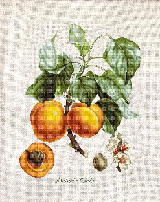 Luca-S BL22450 Peaches and Apricots Cross Stitch Kit, 17.5 x 22.5 cm, Zweigart Perlleinen Fabric, Anchor Muline Cotton Thread, 41 Colors