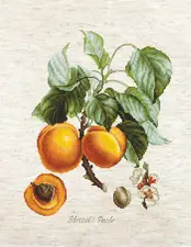 <div style="text-align: left;">Culori: 41</div> <div style="text-align: left;">Dimensiune: 7.56x9.83 IN / 19.5x25 cm Pânză: Aida (54) Rustico 18 ct. Zweigart Ață: muline "Anchor"</div> <div style="text-align: left;"> Set de broderie Luca-S </div> Premium quality Set de brodat în cruciuliță Luca-S - BA22450 Piersici